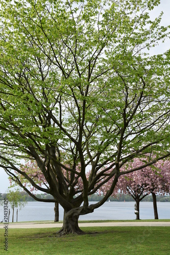 Kirchblüten an der Hamuburger Alter