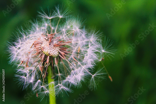 Dandelion seeds in the sunlight blowing away across a fresh green morning background