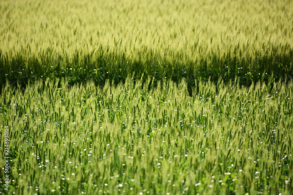 Ears of wheat swaying in early summer wind Ears of wheat swaying in early summer wind