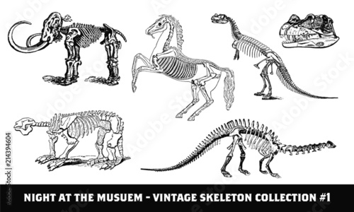 Vintage Dinosaur Skeleton
