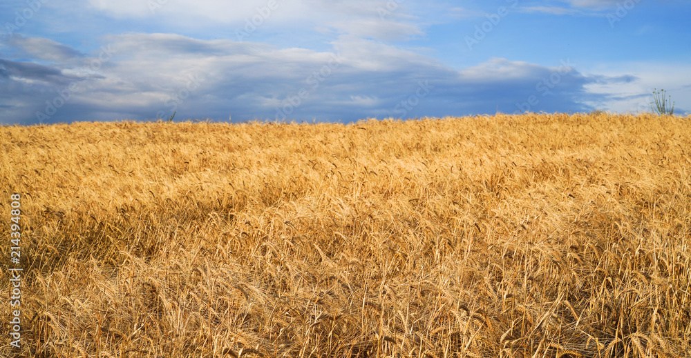 Golden barley field with blue sky in background