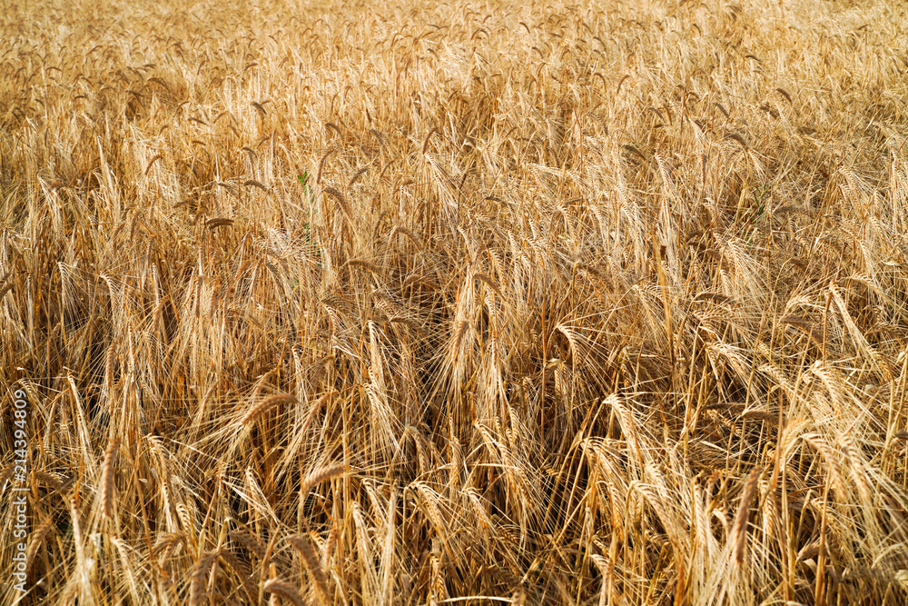 Golden barley field, texture, background Golden barley field, texture, background