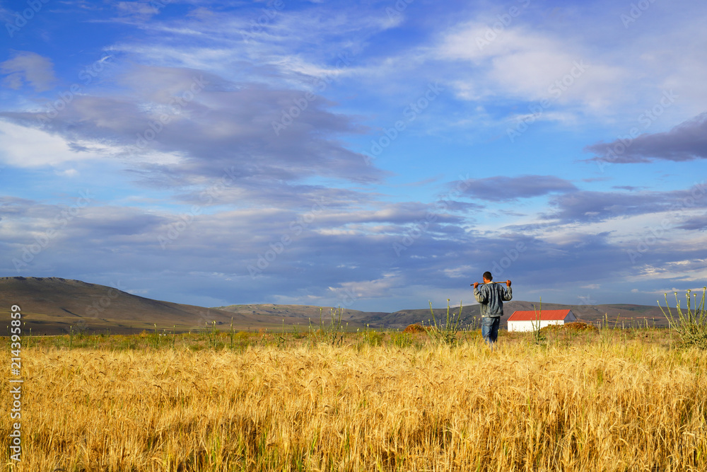 Man in yellow wheat meadow in Turkey. Conceptual design. Agricultural scene..