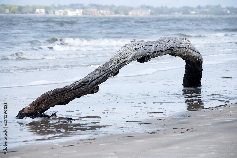 Fototapeta premium Driftwood Beach
