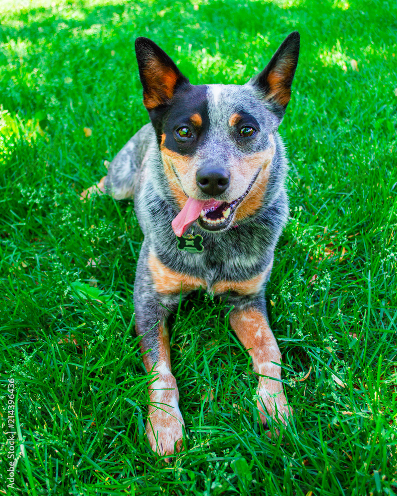 Cattle Dog Cattle Dog