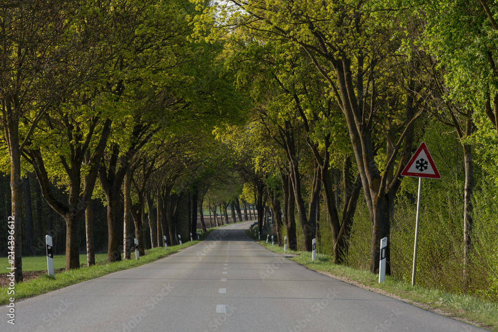 Strasse mit Bäumen im Frühling 