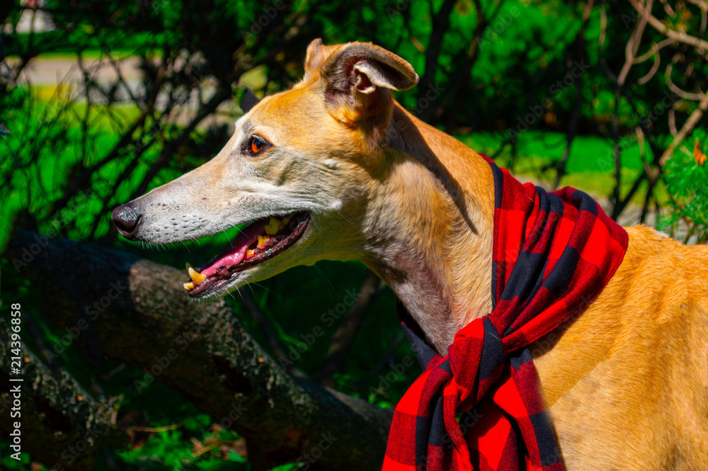Obraz premium Greyhound