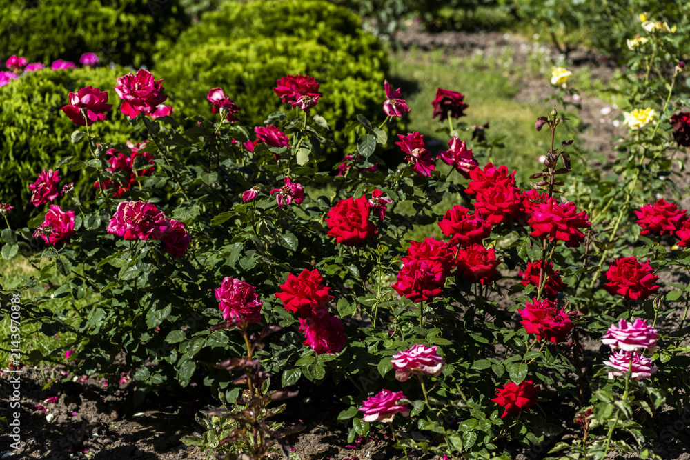 bushes of blooming red roses in the garden, landscape, horizontal frame