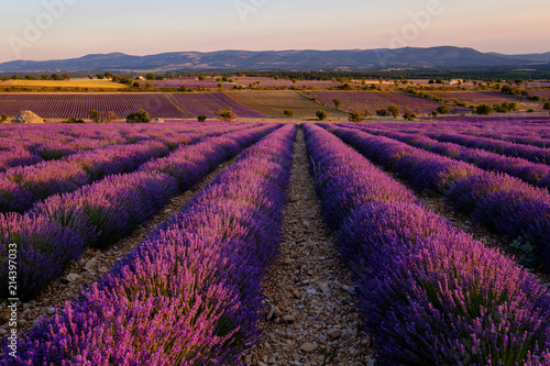 Champ de lavande, coucher de soleil. Ferrassières, Provence, France.