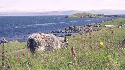 4k video of a white fluffy sheep eating and sitting in Iceland.