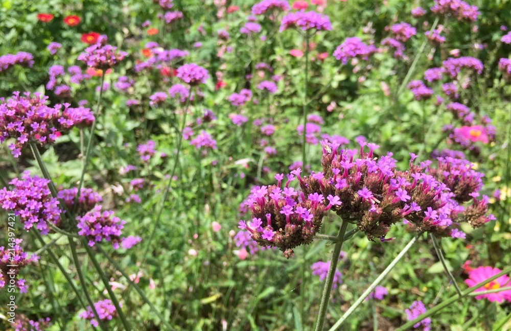 Purple Flowers