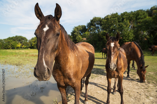 Horses on the meadow beside lake at animal shelter.