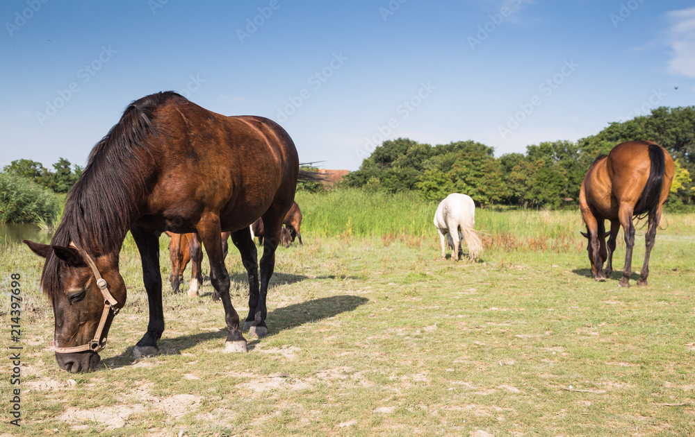 Horses grazing on the meadow at animal shelter. Horses grazing on the meadow at animal shelter.