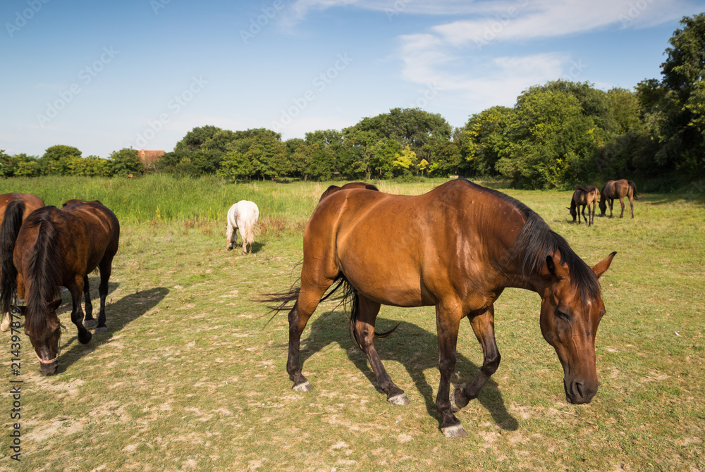 Horses grazing on the meadow at animal shelter. Horses grazing on the meadow at animal shelter.
