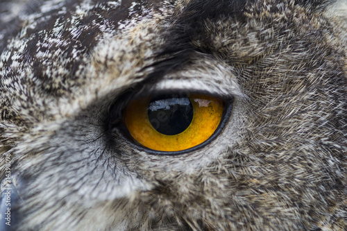 eurasian eagle-owl, bubo bubo, sitting and just looking with deep orange eyes, often called as king of night