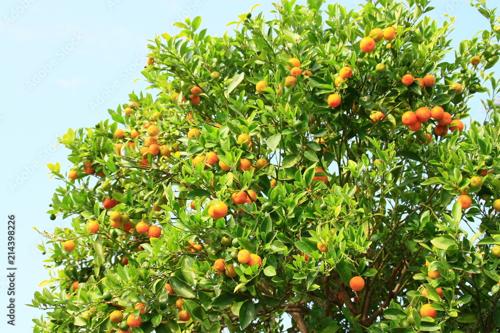clémentines dans arbre fruitier