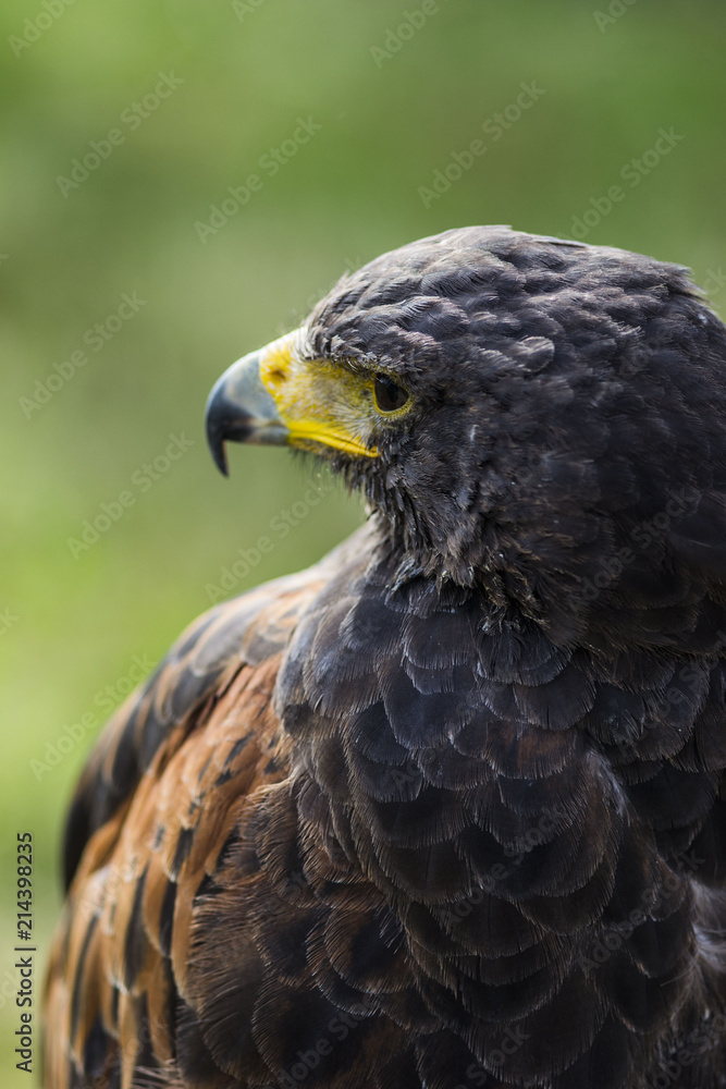golden eagle sitting and looking, green bokeh grass behind, close up of bird animal golden eagle sitting and looking, green bokeh grass behind, close up of bird animal