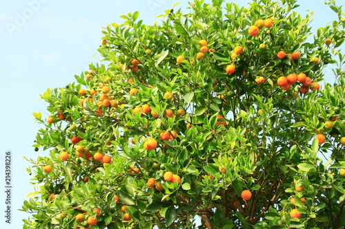 clémentines dans arbre fruitier photo