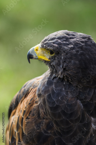 golden eagle sitting and looking, green bokeh grass behind, close up of bird animal