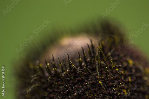 macro detail of a flower growing in a family garden