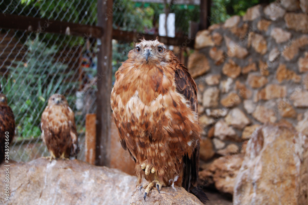 Fototapeta premium proud birds
