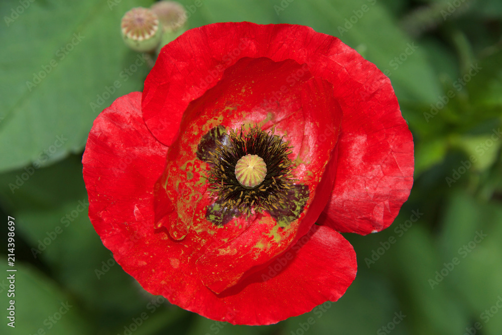 Close up of one red poppy flower. A poppy is a flowering plant in the subfamily Papaveroideae of the family Papaverace. Poppies have long been used as a symbol of sleep, peace, and death. Close up of one red poppy flower. A poppy is a flowering plant in the subfamily Papaveroideae of the family Papaverace. Poppies have long been used as a symbol of sleep, peace, and death.