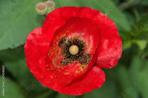 Close up of one red poppy flower. A poppy is a flowering plant in the subfamily Papaveroideae of the family Papaverace. Poppies have long been used as a symbol of sleep, peace, and death.