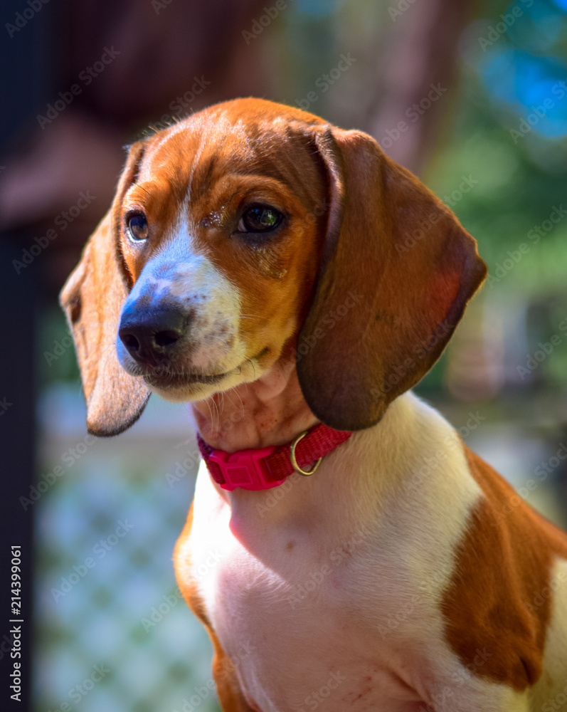 An adorable Dachshund puppy focusing on a squirrel