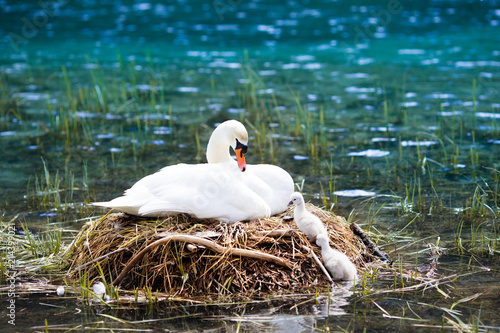 Swan nest in mountain lake. Mother bird and babies