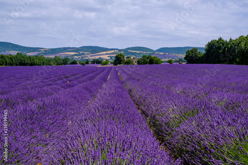 Champ de lavande sur le plateau d Albion  Provence  France.