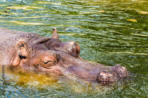 The hippopotamus (Hippopotamus Amphibius) looks out of the water. Hippo bathes in the river, the lake in a natural environment. Muzzle close-up.