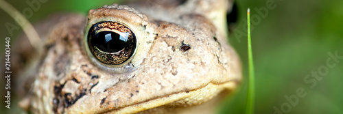 Closeup Of Common Toad In Nature