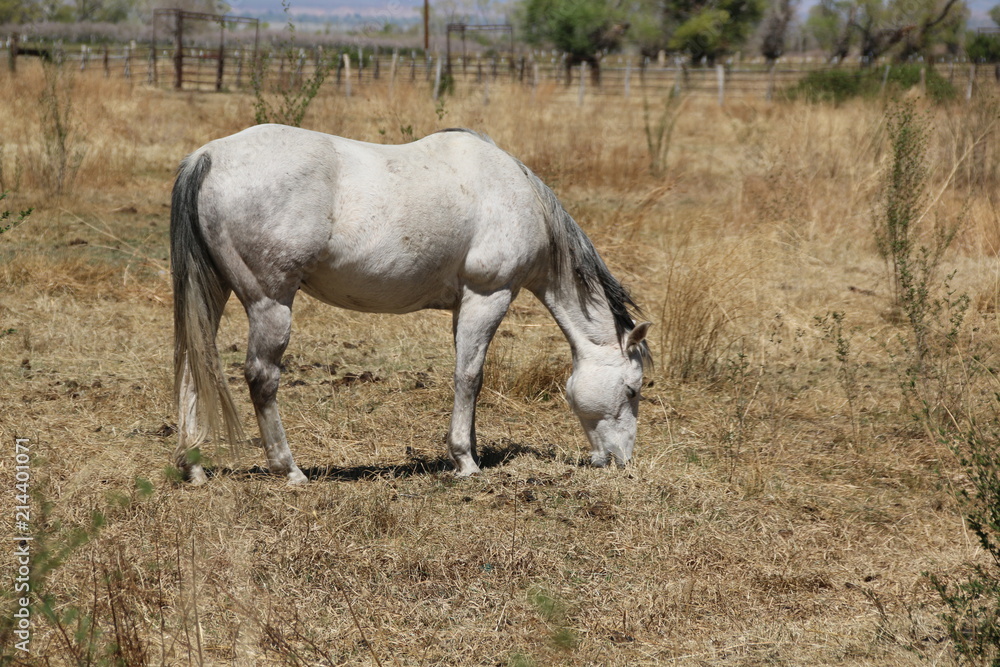 White Horse