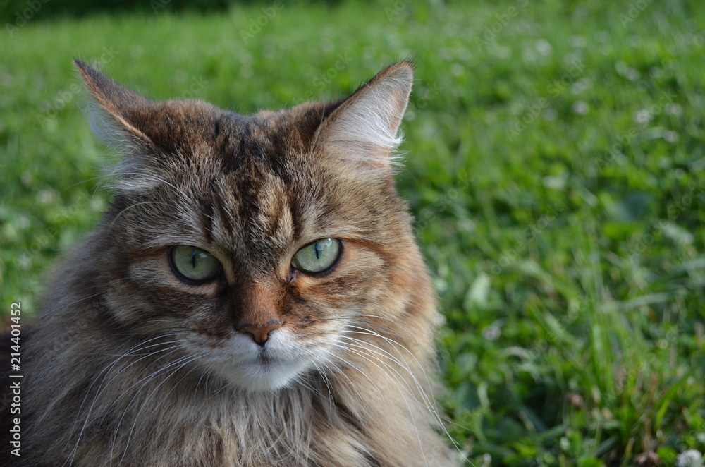 Cat Cat