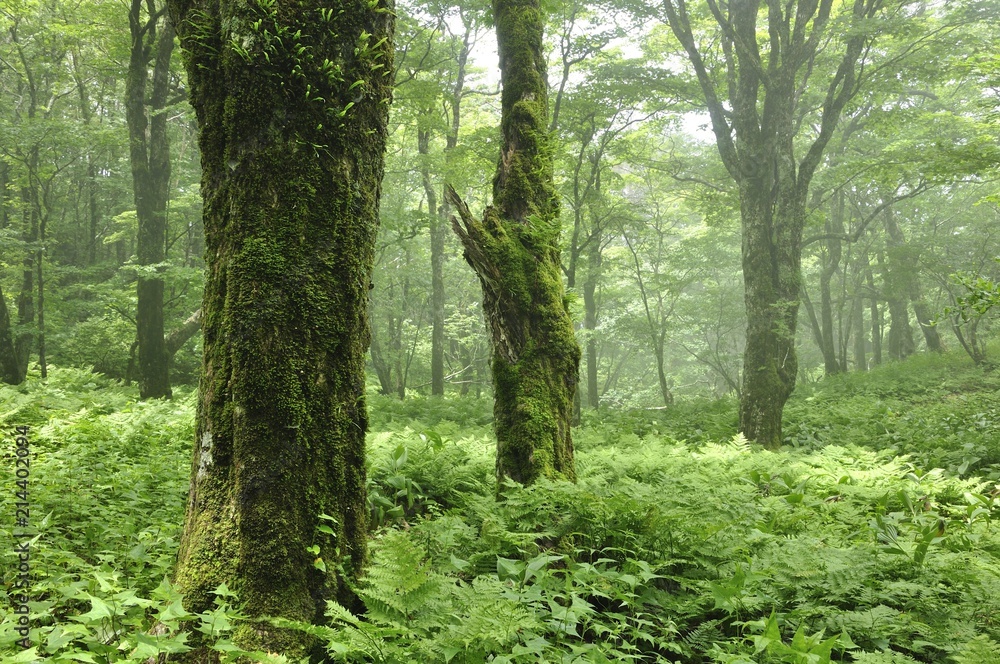 やまなしの森林100選 黒岳の広葉樹林 やまなしの森林100選 黒岳の広葉樹林
