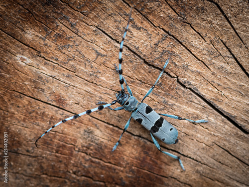 Foto Colorful Alpine longhorn beetle on a beech tree