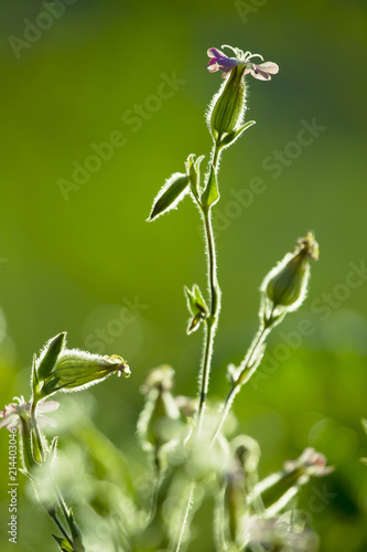 Grass Flower © flysnow