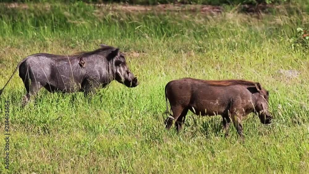 Couple of wild pigs filmed during trip through South Africa. Couple of wild pigs filmed during trip through South Africa.