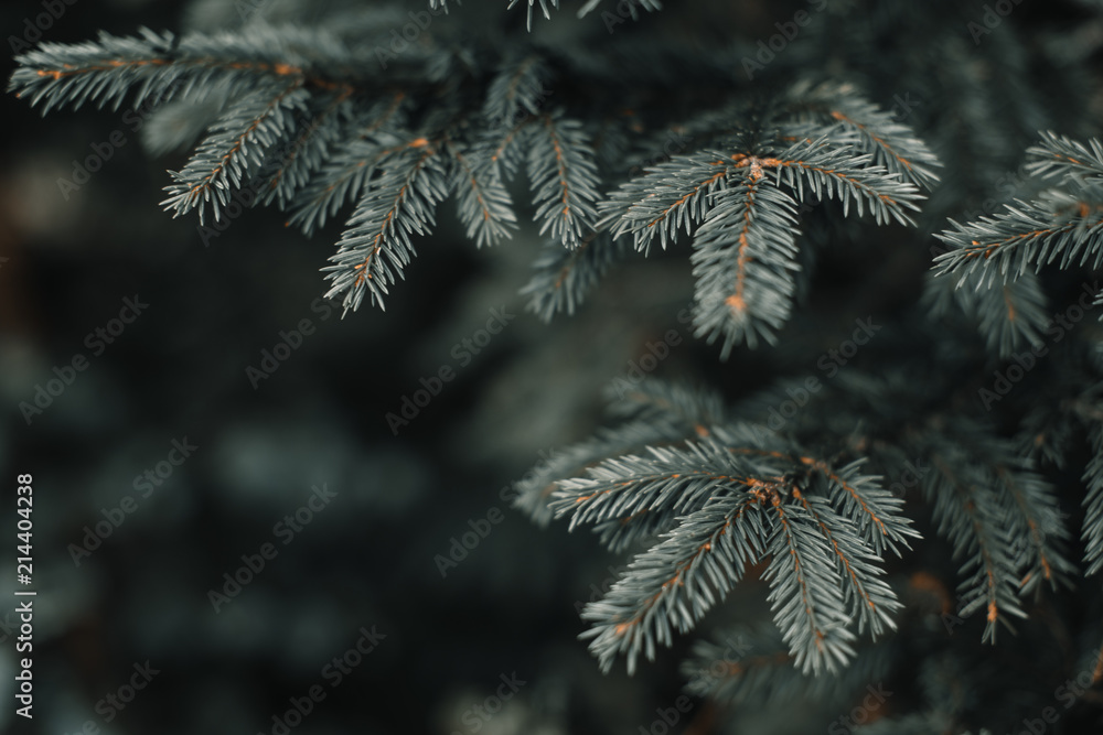 Fir tree brunch close up. Shallow focus. Fluffy fir tree brunch close up. Christmas wallpaper concept. Copy space. Fir tree brunch close up. Shallow focus. Fluffy fir tree brunch close up. Christmas wallpaper concept. Copy space.