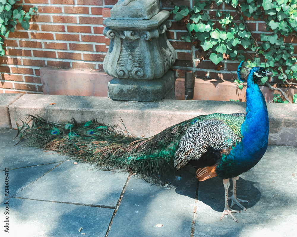 Obraz premium Peacock Garden