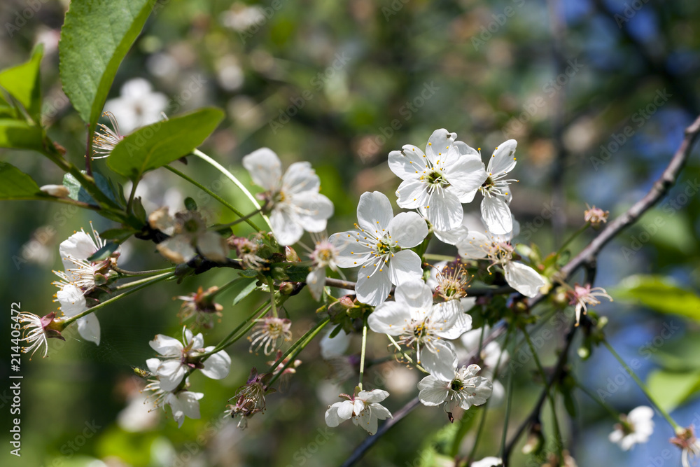 Naklejka premium cherry blossoms