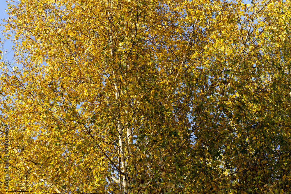 Fototapeta premium birch leaves