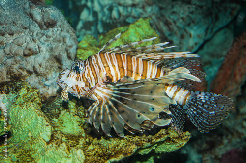 Lionfish Eating Lunch