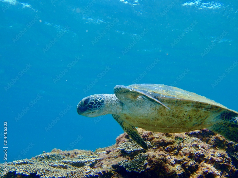 Obraz premium Sea Turtle - Hachijo Island , Tokyo, Japan