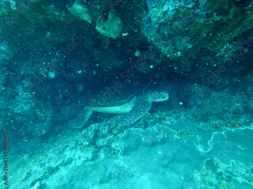 Under Water - Hachijo Island, Tokyo, Japan