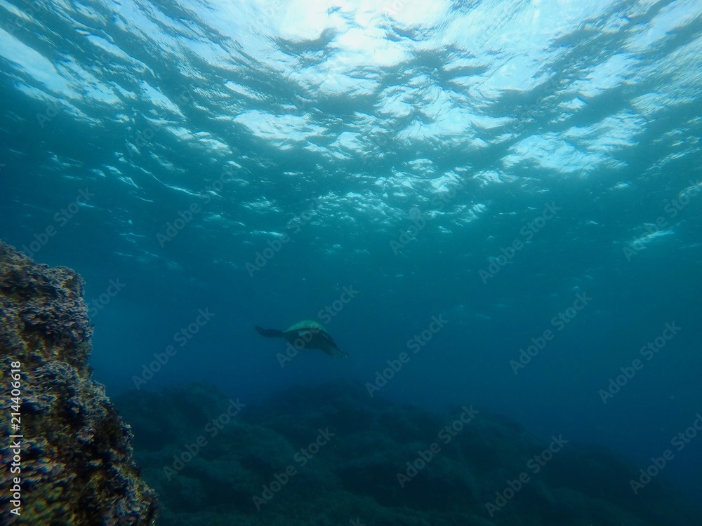 Fototapeta premium Under Water - Hachijo Island, Tokyo, Japan