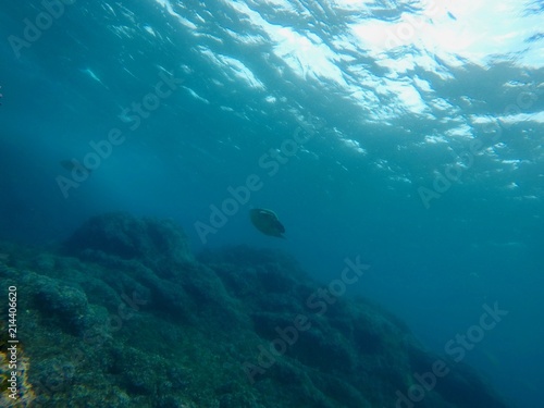 Under Water - Hachijo Island, Tokyo, Japan