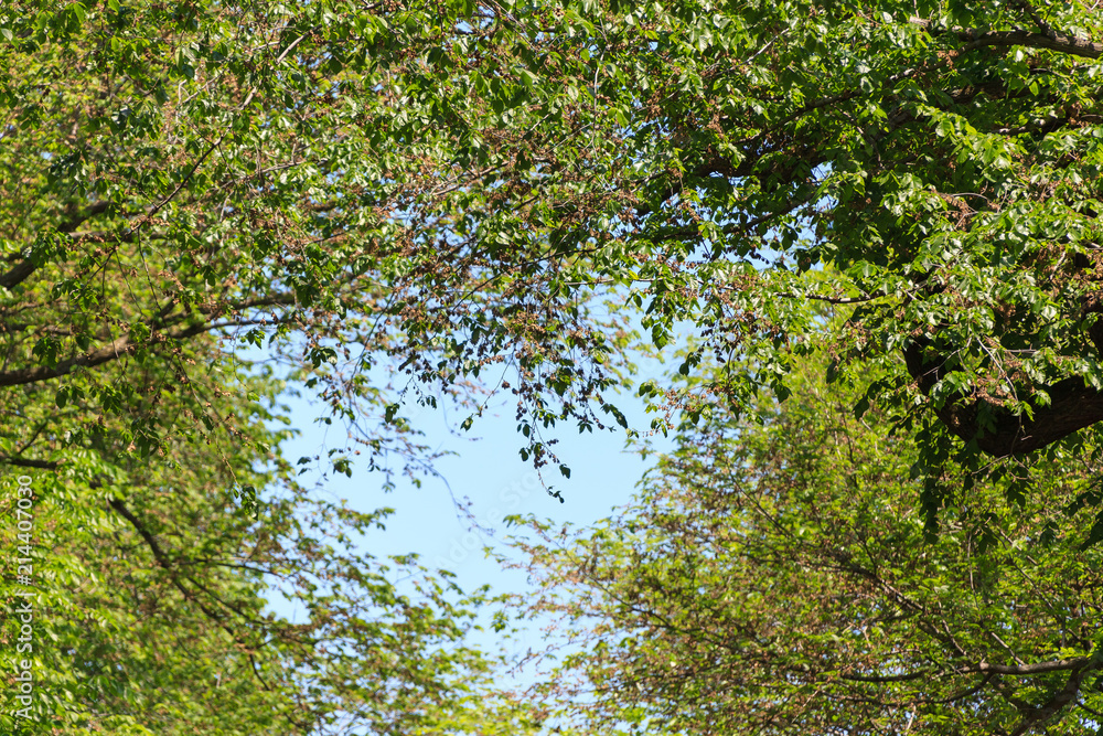 Fototapeta premium Central Park Street Story