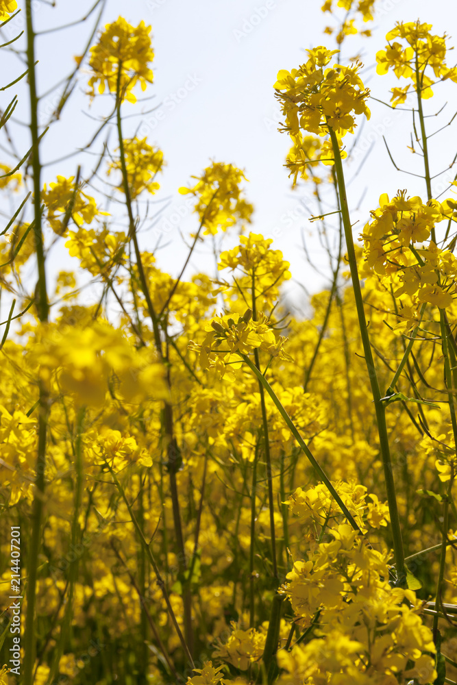 Obraz premium yellow rapeseed
