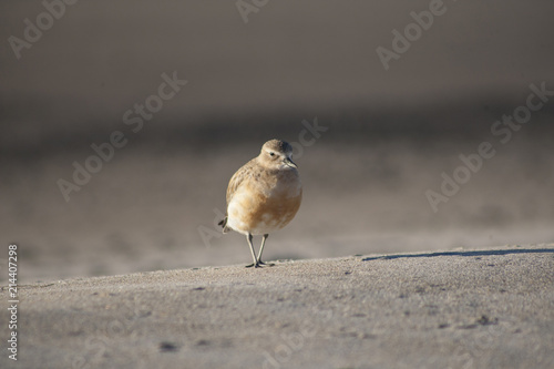 Dotterel in the sand